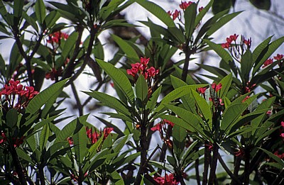 Oleander (Nerium oleander) - Yaxchilán