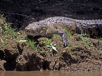 Beulenkrokodil (Crocodylus moreleti) - Rio Usumacinta