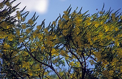 Gelbe Blüten - Monte Albán