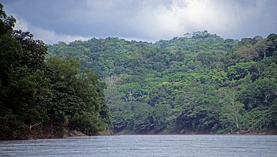Ufervegetation - Rio Usumacinta