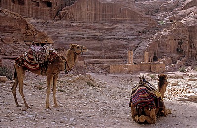 Kamele vor dem Theater - Petra