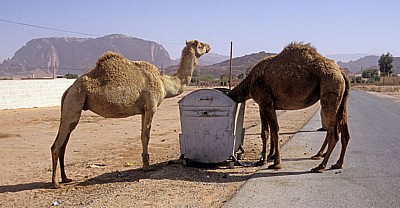 Kamele bedienen sich an einer Mülltonne - Nefud