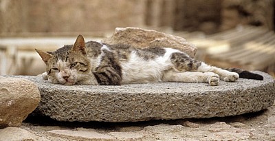 Festung: Katze - Aqaba