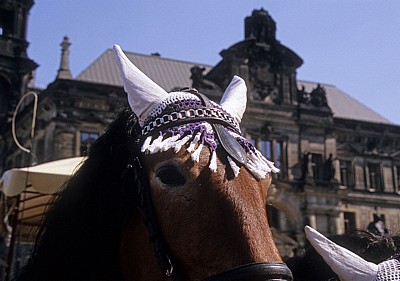 Innere Altstadt: Kutschpferd - Dresden
