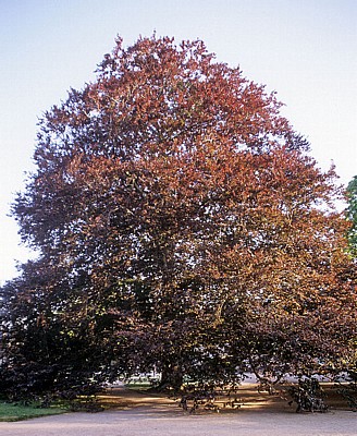Schloßpark Pillnitz: Rotbuche (Fagus sylvatica) - Dresden