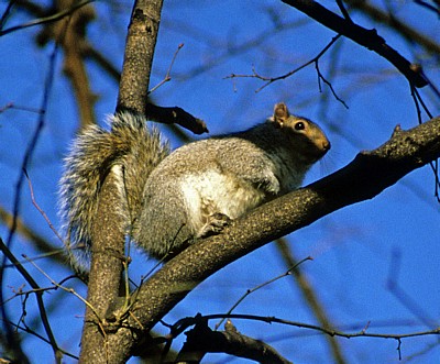 Grauhörnchen (Sciurus carolinensis)  - London