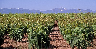 Jakobsweg (Camino Francés): Zwischen Nájera und Azofra - Weinberge - La Rioja
