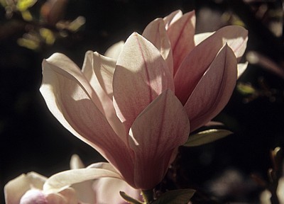 Magnolienblüte (Magnolia) - Osnabrück