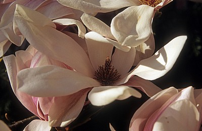 Magnolienblüte (Magnolia) - Osnabrück