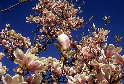 Magnolienblüten (Magnolia) - Osnabrück