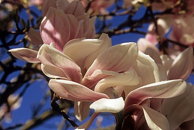 Magnolienblüten (Magnolia) - Osnabrück