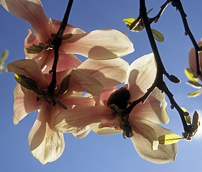 Magnolienblüten (Magnolia) - Osnabrück