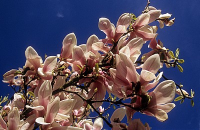 Magnolienblüten (Magnolia) - Osnabrück