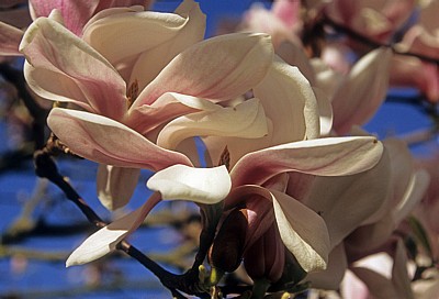 Magnolienblüten (Magnolia) - Osnabrück