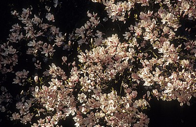Magnolienblüten (Magnolia) - Osnabrück