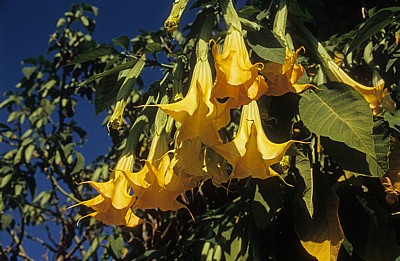 Jakobsweg (Caminho Português): Blüten der Engelstrompete (Brugmansia) - Moreira da Maia