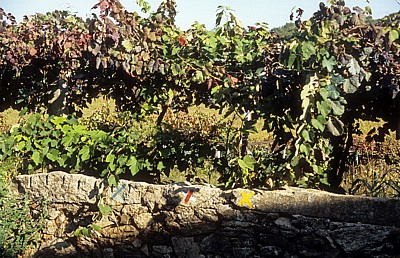 Jakobsweg (Caminho Português): Weinstöcke - Distrito de Braga