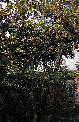 Wein - Distrito de Braga