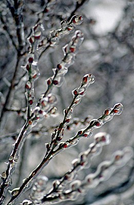 Rubbenbruchsee: Eisregen (Weidenkätzchen) - Osnabrück