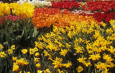 Keukenhof: Tulpen-(Tulipa) und Narzissen-(Narcissus) Ausstellung - Lisse