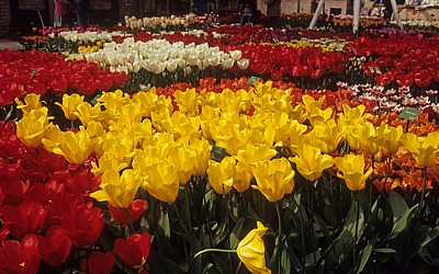 Keukenhof: Tulpen-(Tulipa) Ausstellung - Lisse