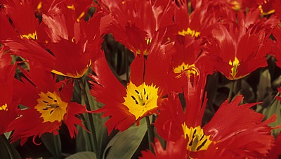 Keukenhof: Tulpenblüten (Tulipa) - Lisse