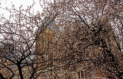 Rijksmuseum hinter blühenden Bäumen - Amsterdam