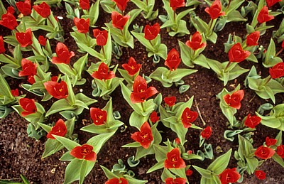 Keukenhof: Rote Tulpen (Tulipa) - Lisse