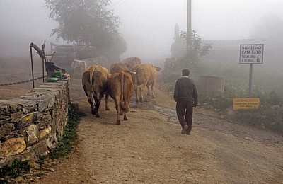 Jakobsweg (Camino Francés): Ein Bauer mit seinen Kühen - Biduedo