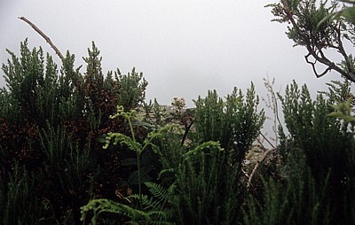 Jakobsweg (Camino Francés): Vegetation am Wegesrand - Galicia