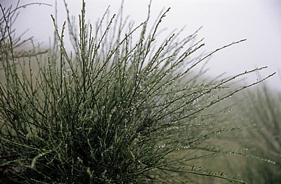 Jakobsweg (Camino Francés): Mit Tau benetzte Gräser - Galicia