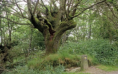 Jakobsweg (Camino Francés): Auf dem Weg nach Aguíada - Baum - Galicia