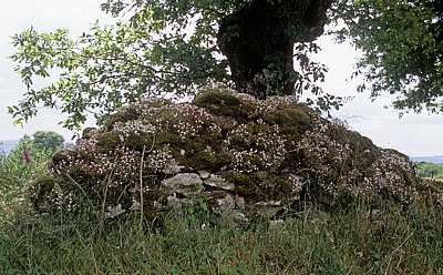 Jakobsweg (Camino Francés): Mit Fetthennen (Sedum dasyphyllum) bewachsene Mauer - Galicia