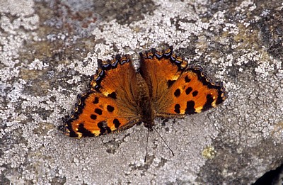 Jakobsweg (Camino Francés): Großer Fuchs (Nymphalis polychoros) - Galicia
