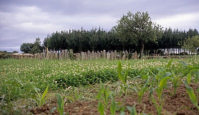 Jakobsweg (Camino Francés): Landwirtschaftliche Fläche - Mercadoiro
