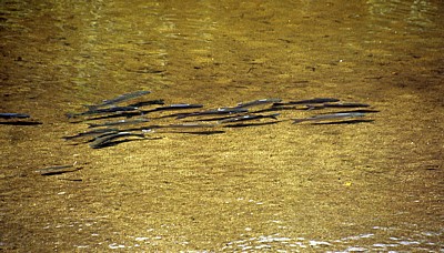 Jakobsweg (Caminho Português): Río Sar - Fische - Padrón