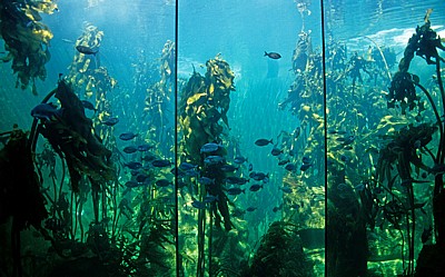 Two Oceans Aquarium - Kapstadt