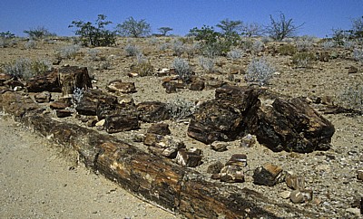 Versteinerter Wald: Fossile Baumstämme - Khorixas