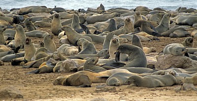 Südafrikanische Seebären (Arctocephalus pusillus) - Cape Cross
