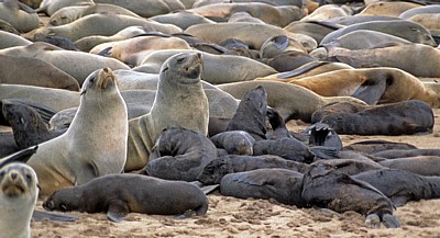 Südafrikanische Seebären (Arctocephalus pusillus) - Cape Cross