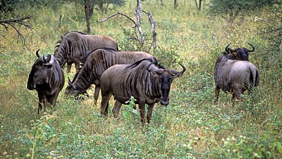 Streifengnus (Connochaetes taurinus) - Kruger National Park
