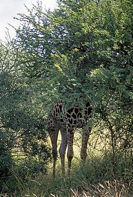 Kapgiraffe ( G. c. capensis camelopardalis giraffa): Unterer Körperteil - Kruger National Park