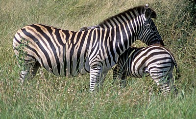 Steppenzebra (Equus quagga) mit Fohlen - Kruger National Park