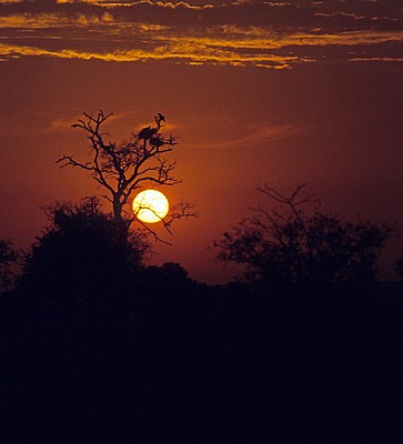 Sonnenuntergang über der Savanne - Kruger National Park