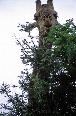 Kapgiraffe ( G. c. capensis camelopardalis giraffa): Kopf und Hals - Kruger National Park