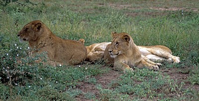 Löwinnen (Panthera leo)  - Kruger National Park