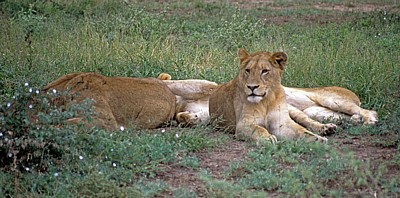 Löwinnen (Panthera leo)  - Kruger National Park