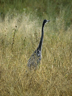 Schwarzhalsreiher (Ardea melanocephala)  - Kruger National Park
