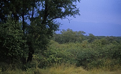 Savanne - Kruger National Park
