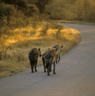 Tüpfelhyänen (Crocuta crocuta) auf der Straße - Kruger National Park
